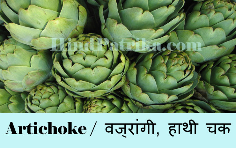 Artichoke Hind Patrika