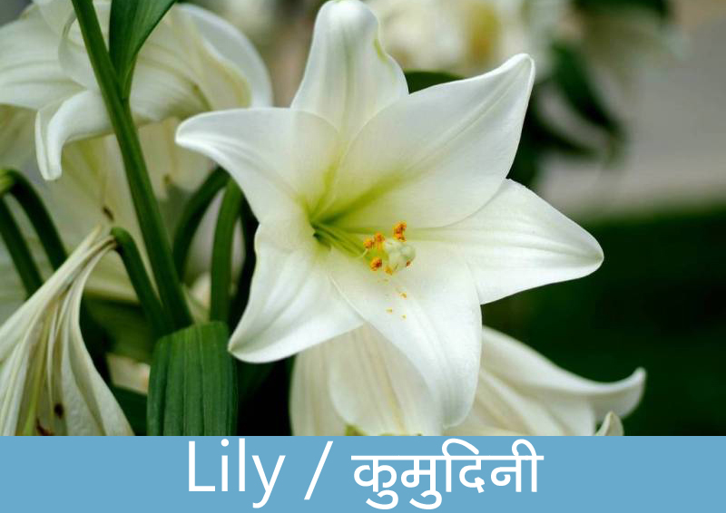 Flowers name in Hindi with Images फूलों का नाम Hind