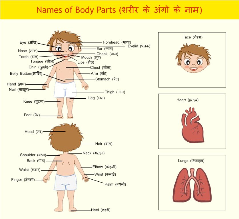 Body Parts in Hindi