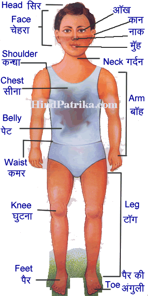 Body Parts in Hindi | शरीर के अंगो के नाम हिंदी व अंग्रेजी में