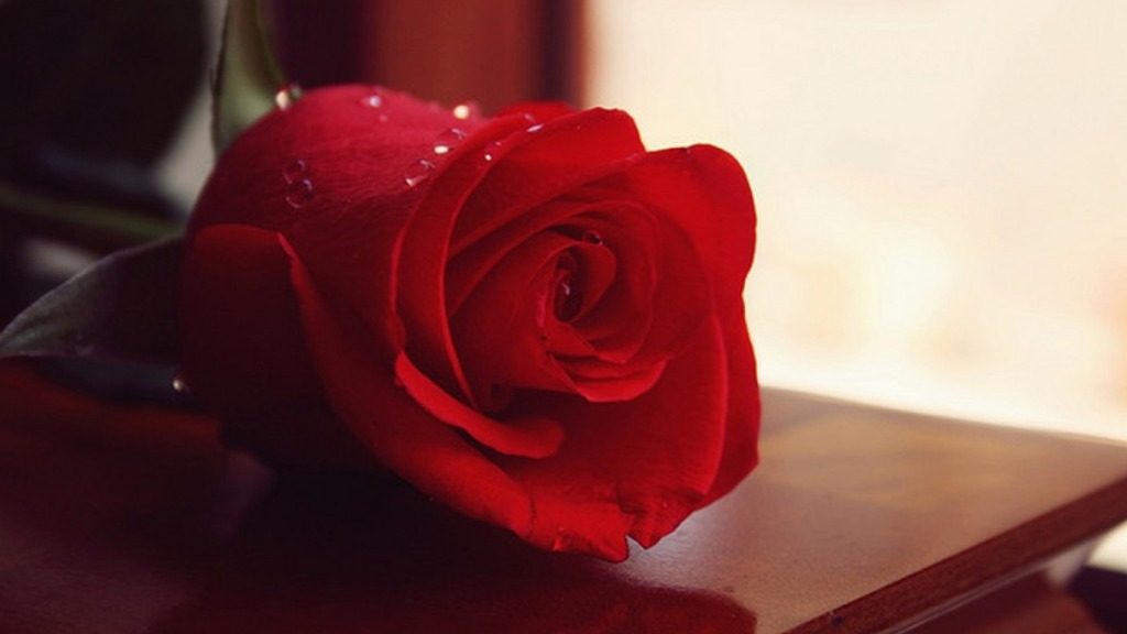 Happy Rose Day Messages in Hindi