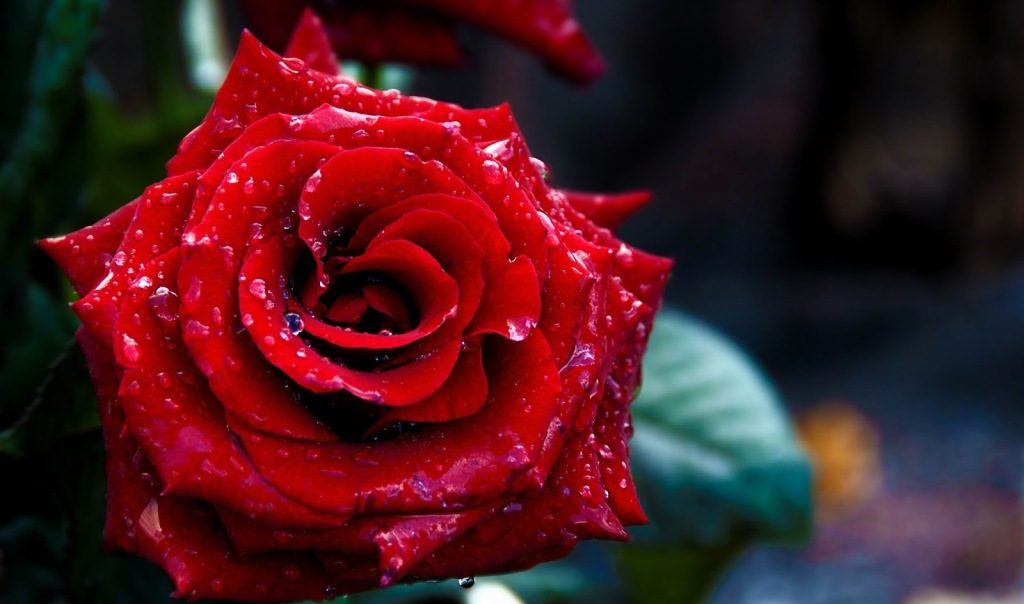 Happy Rose Day Messages in Hindi