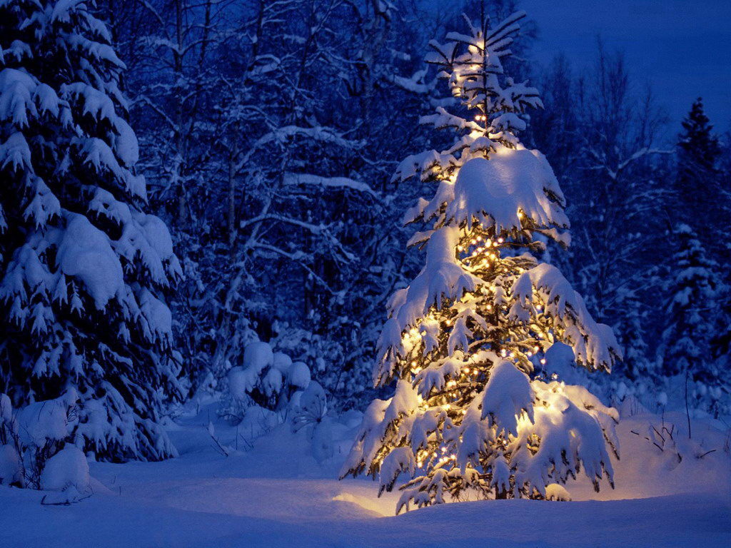 क्रिसमस ट्री को किस तरह रखे की बरगत हो | Christmas Tree Ko Kis Tarah rakhe Ki Barkat Ho