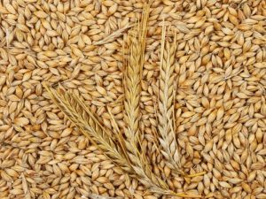 Barley in Hindi | जौ खाने के फायदे और उसमें पाए जाने वाले आवश्यक तत्व।