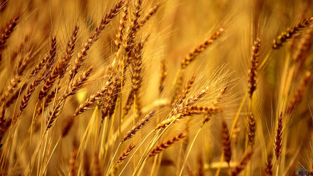 barley in hindi